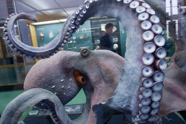 Kraken ссылка официальная